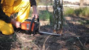 Best Tree Preservation Services  in University, FL