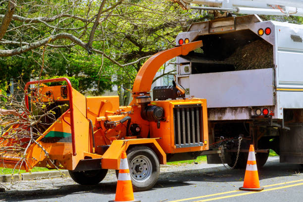 Best Commercial Tree Removal  in University, FL