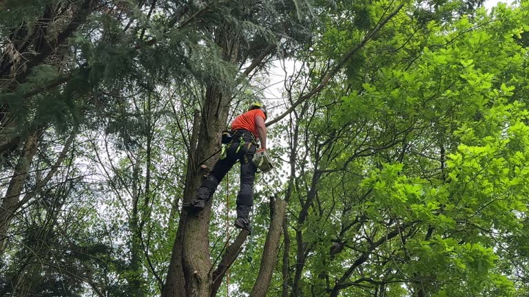 Best Tree Risk Assessment  in University, FL