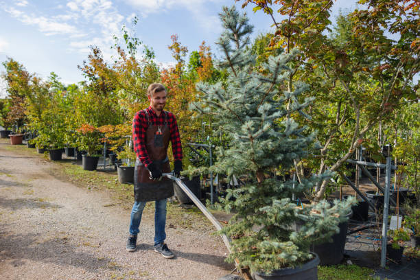 Leaf Removal Services in University, FL