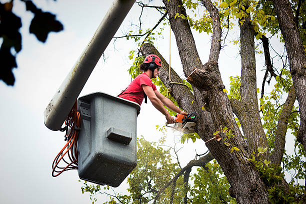 University, FL  Tree Services Company