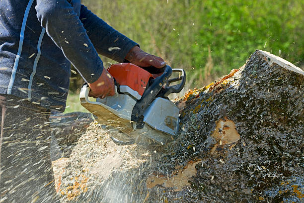 Best Arborist Consultation Services  in University, FL